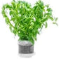 Live Aquarium Stem Plants - Freshwater Aquatic Plant for Fish Tanks, Aquascaping - (Staurogyne Sp. Porto Velho, 1 Pot)