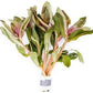 Live Aquarium Stem Plants - Freshwater Aquatic Plant for Fish Tanks, Aquascaping - (Ammania Senegalensis, 1 Bunch)