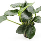 Anubias Live Aquarium Plants - Potted Freshwater Plant for Fish Tanks, Terrariums - Beginner Friendly Low Light (Nana Thick Leaf, 1 Pot)