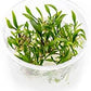 Cryptocoryne Lutea in Vitro Tissue Culture Cup