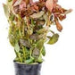 Live Aquarium Red Stem Plants - Freshwater Aquatic Plant for Fish Tanks, Aquascaping - (Ammania Gracilis, 1 Bunch)