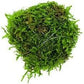 Live Aquarium Plants on Driftwood, Lava Rock, Moss, Fiber Mat - Freshwater Fish Tanks - Easy, Beginner Friendly Vesicularia Montagnei (Floating Christmas Moss Ball)