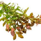 Live Aquarium Stem Plants - Freshwater Aquatic Plant for Fish Tanks, Aquascaping - (Ludwigia Repens, 4 Bunches)