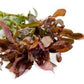 Live Aquarium Red Stem Plants - Freshwater Aquatic Plant for Fish Tanks, Aquascaping - (Ammania Gracilis, 1 Bunch)