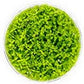 Ultum Nature Systems Pearl Weed Micranthemum Micranthemoides Tissue Culture Live Plant for Aquarium, Aquascape, Freshwater Fish Tanks - 100% Snail Free in Vitro