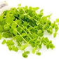 Live Aquarium Stem Plants - Freshwater Aquatic Plant for Fish Tanks, Aquascaping - (Micranthemum Umbrosum Giant Baby Tears, 4 Bunches)