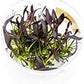 Ultum Nature Systems Echinodorus Aflame Tissue Culture Live Plant for Aquarium, Aquascape, Freshwater Fish Tanks - 100% Snail Free in Vitro