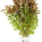 Live Aquarium Stem Plants - Freshwater Aquatic Plant for Fish Tanks, Aquascaping - (Needle Leaf Ludwigia Arcuata, 4 Bunches)