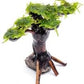Live Aquarium Plants on Driftwood, Lava Rock, Moss, Fiber Mat - Freshwater Fish Tanks - Easy, Beginner Friendly (Moss on Bonsai Tree, (Small))