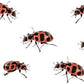 Insect Lore Live Ladybug Growing Kit | Ladybug Land Habitat | 10-15 Live Pink Spotted Ladybug Larvae Included