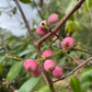 Lilly Pilly (Syzygium smithii, Acmena smithii)