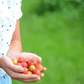 Guava, Strawberry (Psidium cattleianum)
