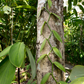 Vanilla Bean Orchid (Vanilla planifolia)