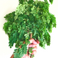 Moringa (Moringa oleifera)
