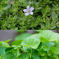 Ayurveda Herb Bundle: Gotu Kola & Brahmi