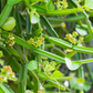 Veld Grape (Cissus quadrangularis)