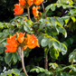 African Tulip Tree, Jamaican Donkey Pee Pee  (Spathodea campanulata)