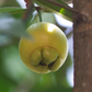 Rose Apple (Syzygium jambos)