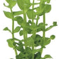 Potted Live Aquarium Plants | Freshwater Aquatic Plants for Aquariums (Moneywort, 5 Pack)