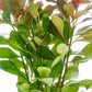 Live Aquarium Stem Plants - Freshwater Aquatic Plant for Fish Tanks, Aquascaping - (Ludwigia Repens, 4 Bunches)