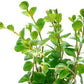 Live Aquarium Stem Plants - Freshwater Aquatic Plant for Fish Tanks, Aquascaping - (Rotala Ceylon, 4 Bunches)