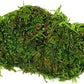 Live Aquarium Plants on Driftwood, Lava Rock, Moss Mat - Freshwater Fish Tank Plants (Christmas Moss on Lava Stone)