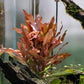 Live Aquarium Stem Plants - Freshwater Aquatic Plant for Fish Tanks, Aquascaping - (Ammania Senegalensis, 1 Bunch)