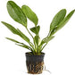 Potted Melon Sword - Beginner Tropical Live Aquarium Plant