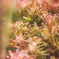 Live Aquarium Stem Plants - Freshwater Aquatic Plant for Fish Tanks, Aquascaping - (Rotala Indica, 4 Bunches)