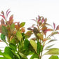 Live Aquarium Stem Plants - Freshwater Aquatic Plant for Fish Tanks, Aquascaping - (Ludwigia Repens, 4 Bunches)