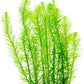 Live Aquarium Stem Plants - Freshwater Aquatic Plant for Fish Tanks, Aquascaping - (Mayaca Fluviatilis, 4 Bunches)