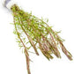 Live Aquarium Red Stem Plants - Freshwater Aquatic Plant for Fish Tanks, Aquascaping - (Rotala Wallichii, 4 Bunches)