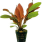 Potted Live Aquarium Plants | Freshwater Aquatic Plants for Aquariums (Red Flame Sword)