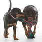 Mammoth Flossy Chews Color Rope Tug – Premium Cotton-Poly Tug Toy for Dogs – Interactive Dog Rope Toy – Tug Dog Chew Toy