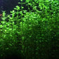 Potted Live Aquarium Plants | Freshwater Aquatic Plants for Aquariums (Moneywort)