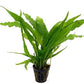 Potted Microsorum Plants - Java Fern | Live Freshwater Aquatic Plants for Aquariums and Terrariums - Low Light, Low Maintenance Plants. (Potted Microsorum Broad, 5 Pack)