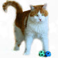 Foam Sponge Soccer Ball Cat Toy Interactive Cat Toys Independent Pet Kitten Cat Exrecise Toy Balls for Real Cats Kittens, Soft, Bouncy and Noise Free (24 Pack)