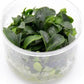 Ultum Nature Systems Piptospatha Ridleyi Tissue Culture Live Plant for Aquarium, Aquascape, Freshwater Fish Tanks - 100% Snail Free in Vitro