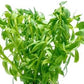 Live Aquarium Stem Plants - Freshwater Aquatic Plant for Fish Tanks, Aquascaping - (Staurogyne Sp. Porto Velho, 1 Pot)
