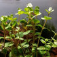 Live Aquarium Stem Plants - Freshwater Aquatic Plant for Fish Tanks, Aquascaping - (Rotala Ceylon, 4 Bunches)