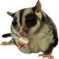 Yogu Drops With Papaya (4.5 oz.) - Healthy Natural Fruit & Yogurt Treat - For Sugar Gliders, Rats, Chinchillas, Ferrets, Parrots, Hamsters, Squirrels, Hedgehogs, Guinea Pigs, Rabbits & Small Pets