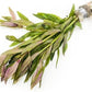 Live Aquarium Stem Plants - Freshwater Aquatic Plant for Fish Tanks, Aquascaping - (Limnophila Aromatica, 4 Bunches)