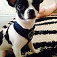 BINGPET Dog Vest Harness -Light Weight Breathable Sports Mesh - Pet Adjustable Harness Puppy Padded Harnesses Dog Vest Harness for Small Dogs