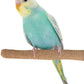 Super Bird Creations SB1151 Sure-Grip Grooming Perch Small, Small Bird Size - Enriches Beak and Foot Health - Ideal for Parrotlets Parakeets Finch Canary - Small Bird Size, 1/2" diam x 6" (Small)