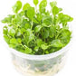 Ultum Nature Systems Lobelia Cardinalis ‘Cardinal’ Tissue Culture Live Plant for Aquarium, Freshwater Fish Tank, Aquascaping - 100% Snail Free in Vitro