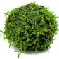 Live Aquarium Plants on Driftwood, Lava Rock, Moss, Fiber Mat - Freshwater Fish Tanks - Easy, Beginner Friendly Vesicularia Montagnei (Floating Christmas Moss Ball)
