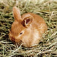 Blue Mountain Hay | Fresh Timothy Hay (5 Pounds) | Great for All Ages | High-Altitude Hay Pet Food for Rabbits, Guinea Pigs, Chinchillas, Hamsters, and Other Small Pets