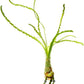 Crinum Calamistratum Live Aquarium Plant – African Onion Plant, Slow-Growing Freshwater Aquatic w/Curly Green Leaves for Planted Tanks, Background or Midground Tank Placement - Bulb