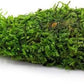Live Aquarium Plants on Driftwood, Lava Rock, Moss, Fiber Mat - Freshwater Fish Tanks - Easy, Beginner Friendly (Christmas Moss on Clay)