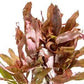 Live Aquarium Stem Plants - Freshwater Aquatic Plant for Fish Tanks, Aquascaping - (Ammania Senegalensis, 1 Bunch)